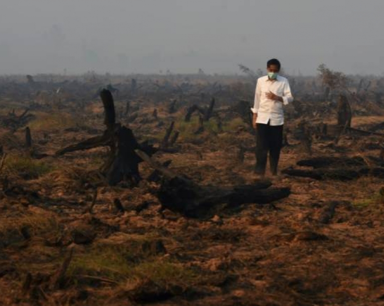 Tropical forest the size of England destroyed in 2018