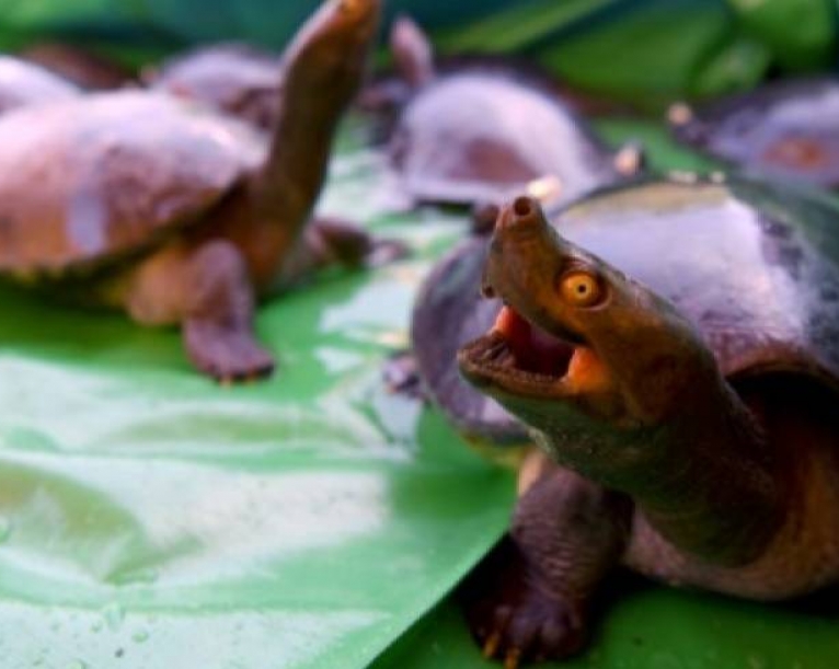 Turtle Power: near extinct terrapins make Cambodian comeback