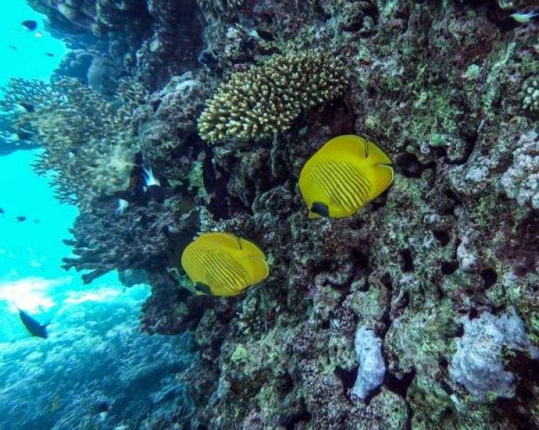 Egypt's rebounding tourism threatens Red Sea corals