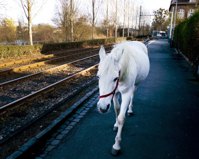 Wandering horse: Strolling mare causes stir in Frankfurt