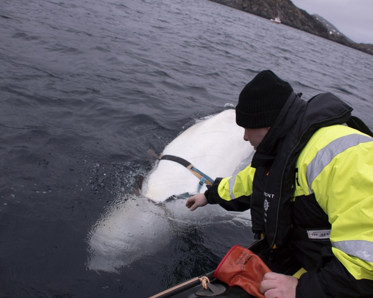 Enigmatic Beluga whale lets people pet it in Artic Norway