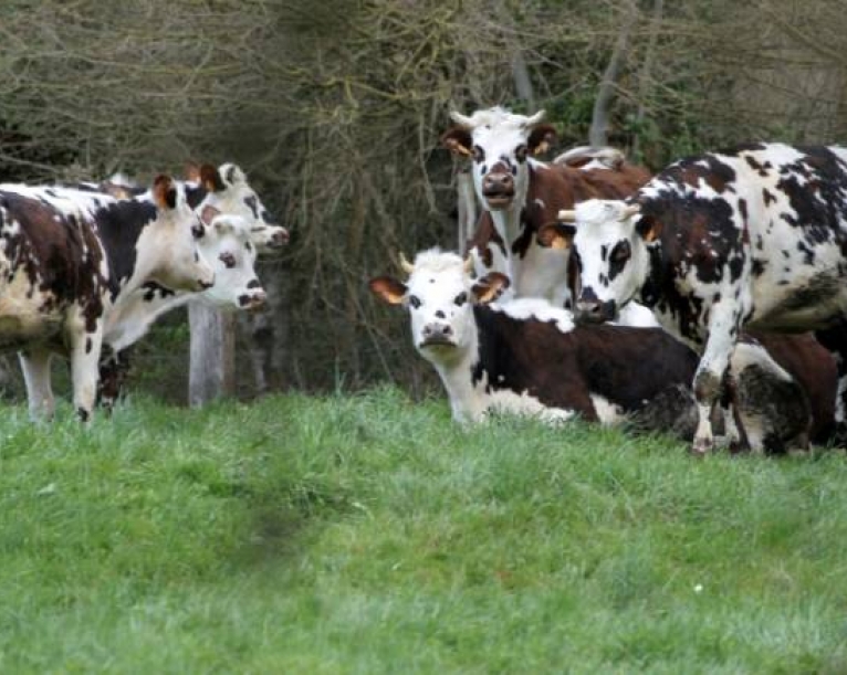 Cheese fans raise a stink over plans for pasteurised camembert