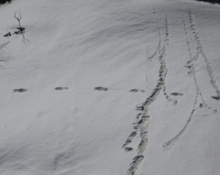 India's army says it has discovered 'mythical' yeti's footprints